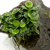 Limited Edition: Anubias barteri 'Mini Coin' auf Lavastein