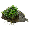 Limited Edition: Anubias barteri 'Mini Coin' auf Lavastein