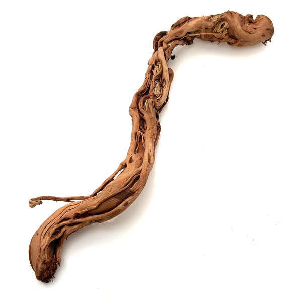 Garnelenmarkt Curl Wood #4