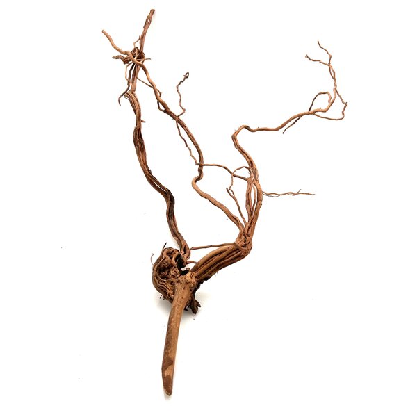 Garnelenmarkt Curl Wood #5