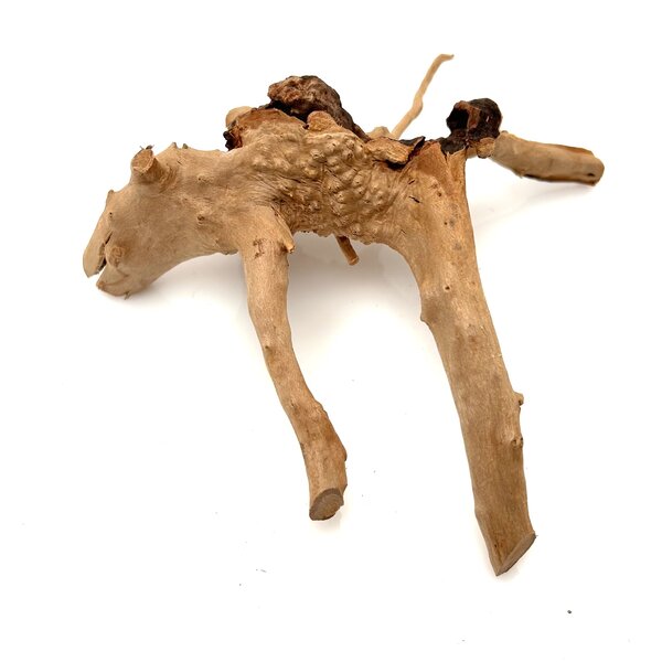 Garnelenmarkt Rote Moorwurzel klein xs #19