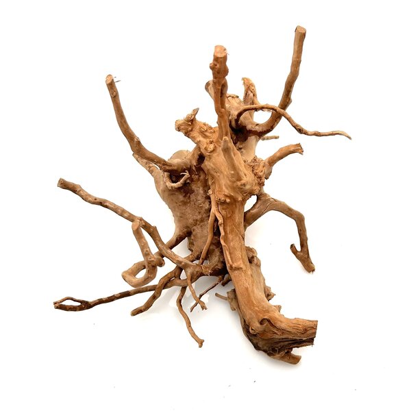 Garnelenmarkt Rote Moorwurzel klein xs #15