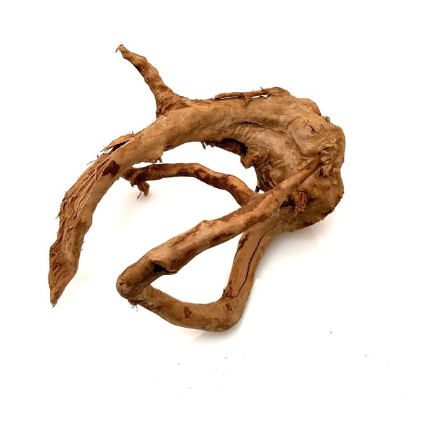 Garnelenmarkt Rote Moorwurzel klein xs #12