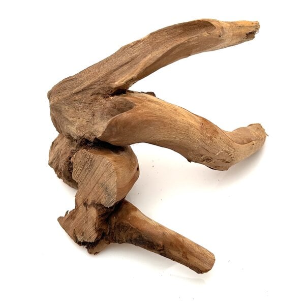 Garnelenmarkt Rote Moorwurzel klein xs #11