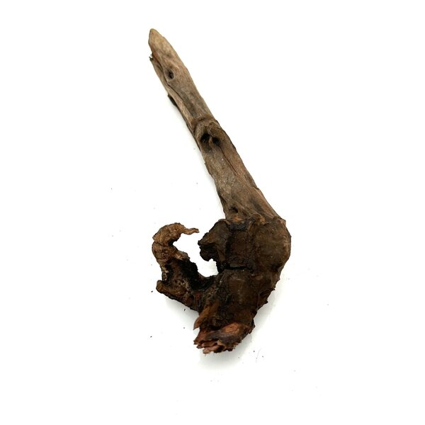 Garnelenmarkt Flusswurzel #31