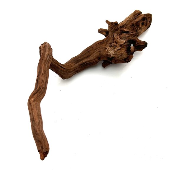 Garnelenmarkt Flusswurzel #11