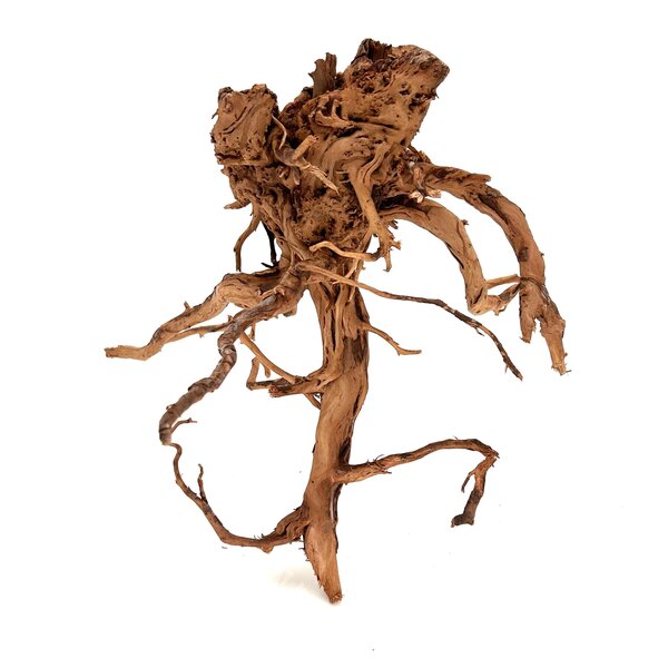 Garnelenmarkt Curl Wood #9