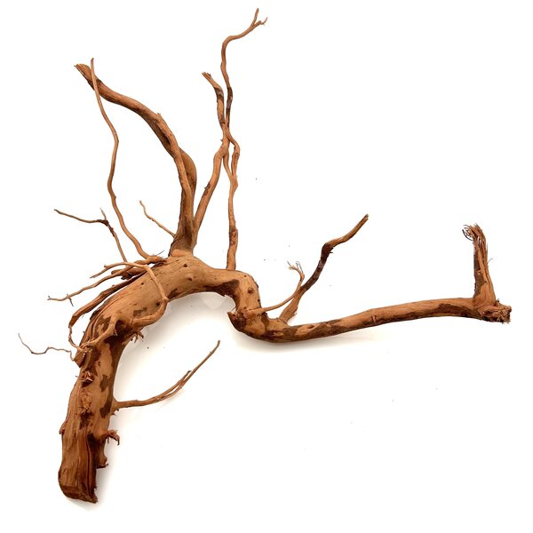 Garnelenmarkt Curl Wood #12