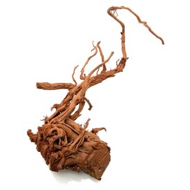 Garnelenmarkt Curl Wood #17 (50x23x18 cm)