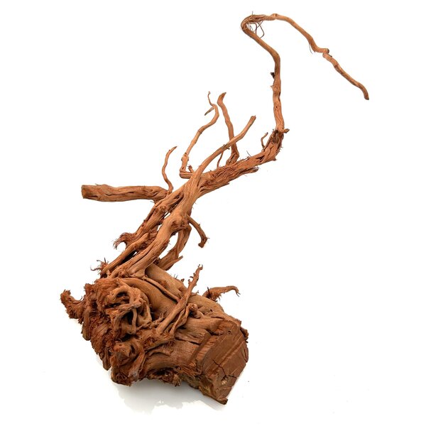 Garnelenmarkt Curl Wood #17