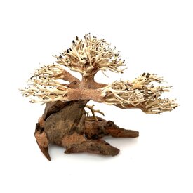 Garnelenmarkt Aqua Bonsai #S2