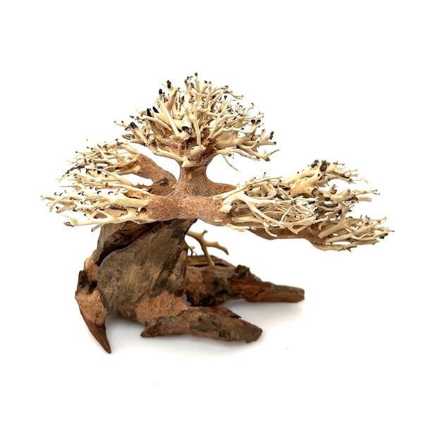 Garnelenmarkt Aqua Bonsai #S2