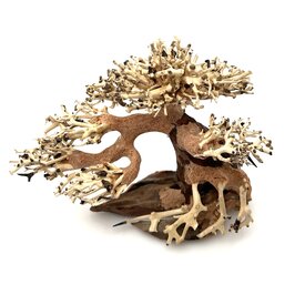 Garnelenmarkt Aqua Bonsai #S3