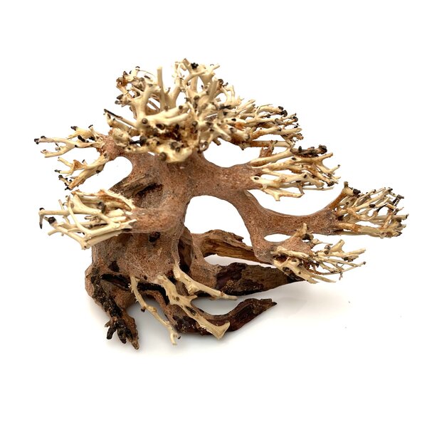 Garnelenmarkt Aqua Bonsai #S1