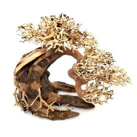 Garnelenmarkt Aqua Bonsai #M18