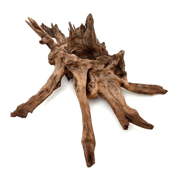 Garnelenmarkt Flusswurzel #25