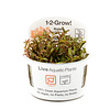 Rotala 'Vietnam H'ra' - InVitro