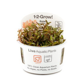 Tropica Rotala 'Vietnam H'ra' - InVitro