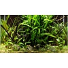 Microsorum pteropus 'Narrow' - InVitro