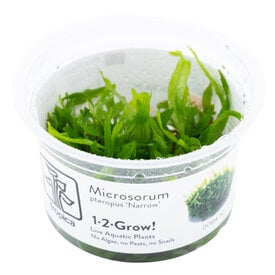 Tropica Microsorum pteropus 'Narrow' - InVitro