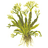 Microsorum pteropus 'Windeløv' - InVitro