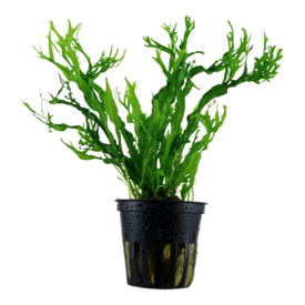 Tropica Microsorum pteropus 'Windeløv' - InVitro