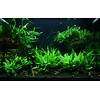 Microsorum pteropus 'Windeløv' - InVitro