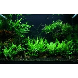 Tropica Microsorum pteropus 'Windeløv' - InVitro