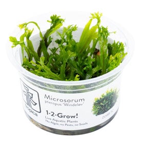 Tropica Microsorum pteropus 'Windeløv' - InVitro