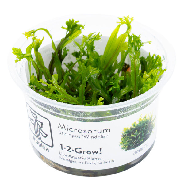 Tropica Microsorum pteropus 'Windeløv' - InVitro