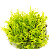 Solenostoma tetragonum 'Pearl Moss' - InVitro