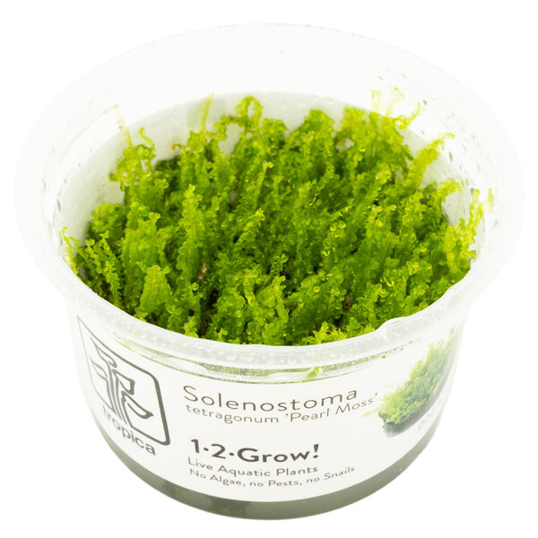 Tropica Solenostoma tetragonum 'Pearl Moss' - InVitro