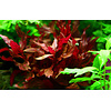 Alternanthera reineckii 'Rosanervig'
