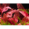 Alternanthera reineckii 'Rosanervig'