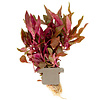 Alternanthera reineckii 'Rosanervig'