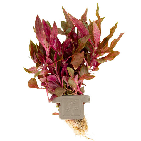 Alternanthera reineckii 'Rosanervig'