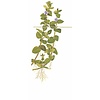 Bacopa caroliniana