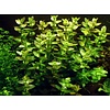 Bacopa caroliniana