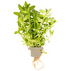 Bacopa caroliniana