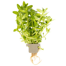 Tropica Bacopa caroliniana