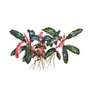 Bucephalandra 'Kedagang'