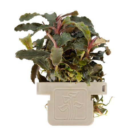 Bucephalandra 'Kedagang'