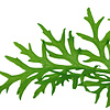 Ceratopteris thalictroides