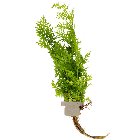 Ceratopteris thalictroides