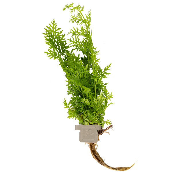 Tropica Ceratopteris thalictroides