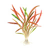 Cryptocoryne spiralis 'Red'