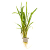 Cryptocoryne spiralis 'Red'