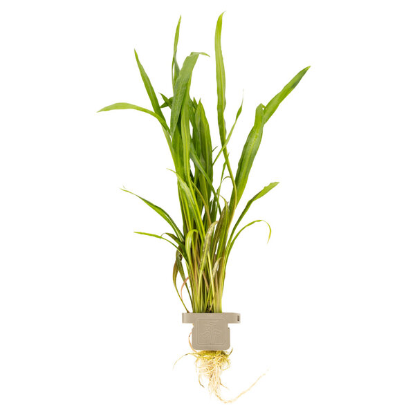 Tropica Cryptocoryne spiralis 'Red'
