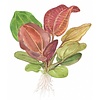 Echinodorus 'Reni'