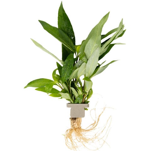 Hygrophila corymbosa 'Stricta'
